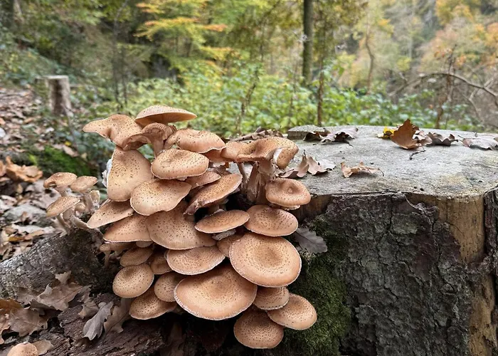 Holiday home Frangines & Compagnie